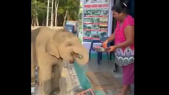வாவ்…. எவ்ளோ டேஸ்டா இருக்கு….! ஓடி வந்து சாப்பிட்ட குட்டி யானை…. தாய் யானை என்ன செஞ்சது தெரியுமா….? வைரலாகும் கியூட் வீடியோ…!!