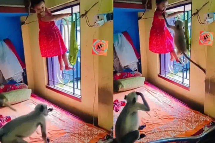 “எனக்கு அது மட்டும் போதும்”… உன்னை எதுவும் பண்ண மாட்டேன் பாப்பா… பயத்தில் ஜன்னலில் ஏறிய சிறுமி… வாயிலிருந்த பிஸ்கட்டை மட்டும் பிடுங்கிய குரங்குகள்… வைரலாகும் வீடியோ…!!!