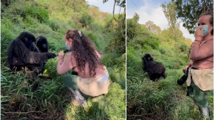 பெண்ணின் தலைமுடியை இழுத்த குரங்கு..! “உனக்கு அறிவே இல்லையா, இப்படியா செய்வ”..? அடி போட்டு தரதரவென இழுத்து சென்ற மற்றொரு குரங்கு.. சிரிப்பூட்டும் வீடியோ..!!!