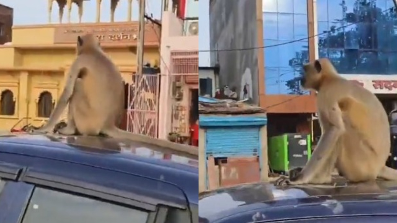 ஊரே நம்மள தான் பாக்குது…! “ராஜா மாதிரி சும்மா கெத்தா….” கார் மீது அமர்ந்து வந்த குரங்கு…. வியக்க வைக்கும் வீடியோ…!!
