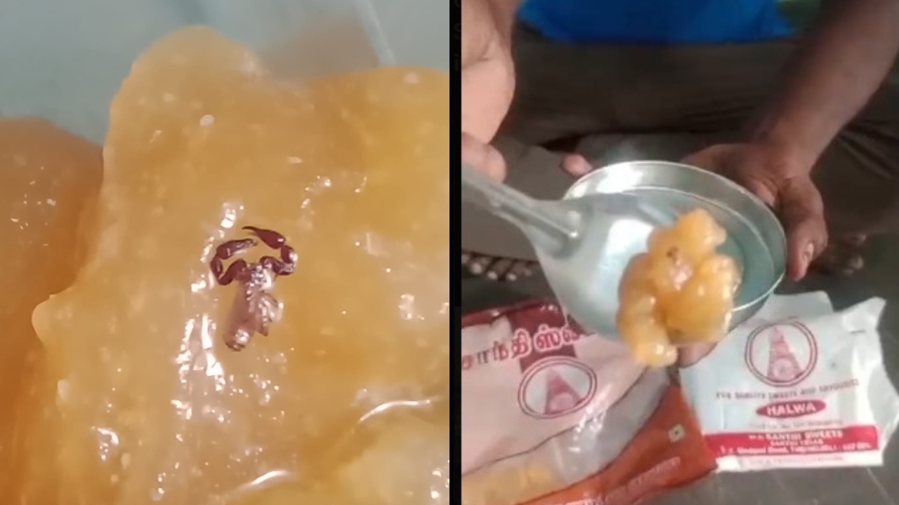 நெல்லையில் அதிர்ச்சி….! பிரபல சாந்தி கடை அல்வாவில் தேள்…. இணையத்தில் வைரலாகும் அதிர்ச்சி  வீடியோ….!!