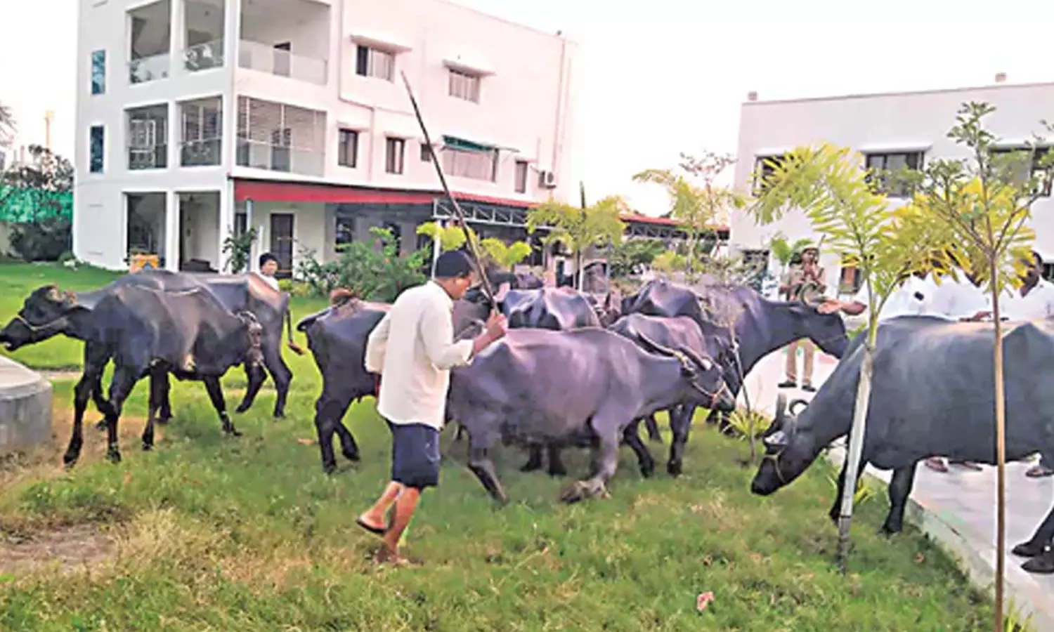 “சினிமா பாணியில் நடந்த போராட்டம்”… அதிகாரிகள் மாட்டு கொட்டகை இடித்ததால் எம்எல்ஏ அலுவலகம் முன்பு எருமை மாடுகளை கட்டி வைத்து… பரபரப்பு சம்பவம்…!!!