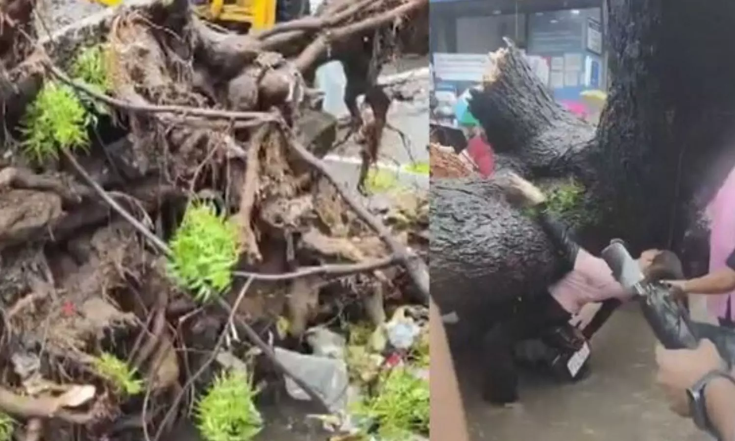கனமழை காரணமாக வேருடன் விழுந்த ராட்சத மரம்… ஒருவர் உயிரிழப்பு… உயிருக்கு போராடிய மற்றொரு பெண்… வைரலாகும் அதிர்ச்சி வீடியோ…!!!