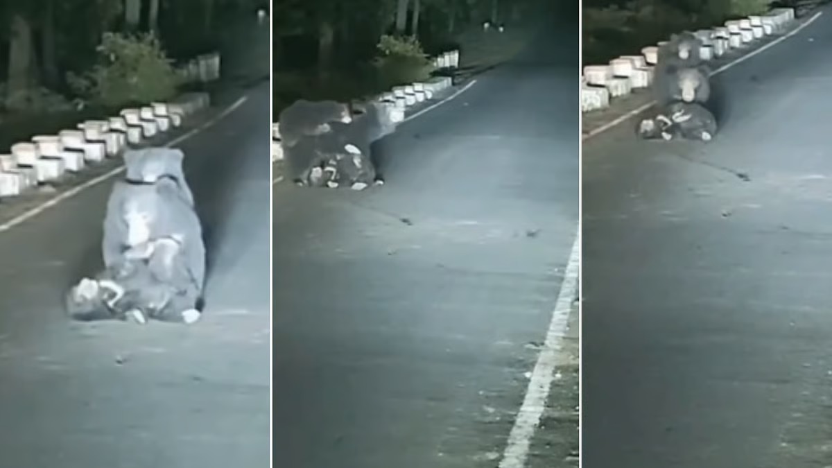 “இதயத்தை நொறுக்கும் வீடியோ”.. சாலையில் அடிபட்டு உயிருக்கு போராடிய குழந்தை… முதுகில் மற்றொரு பிள்ளையை சுமந்து கொண்டு பதறிப்போய் காப்பாற்றிய தாய் கரடி.. அம்மா எப்பவுமே கிரேட் தான்..!!!