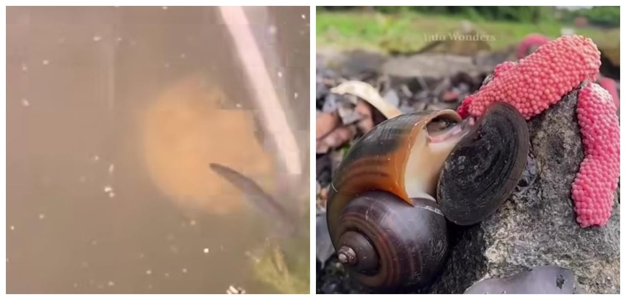 இனப்பெருக்கம் பண்ணும் நத்தைகளின் உறுப்புகளை வெட்டும் விவசாயிகள்… ஒரே நேரத்தில் ஆயிரத்திற்கும் அதிகமான முட்டையிடும் நத்தைகள்… என்ன காரணம்?… வைரலாகும் அதிர்ச்சி வீடியோ…!!!