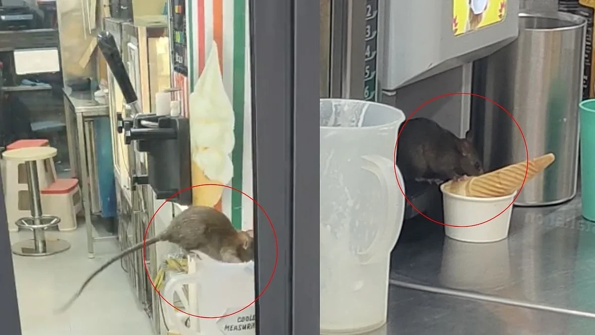 அப்பப்பா..! வெளிய ரொம்ப ஹாட்டா இருக்கு… கடைக்குள்ள போய் ஜில்லுனு கொஞ்சம் ஐஸ்கிரீம் சாப்பிடலாம்… எலிகளின் அட்டகாசம்… வைரலாகும் அதிர்ச்சி வீடியோ…!!!