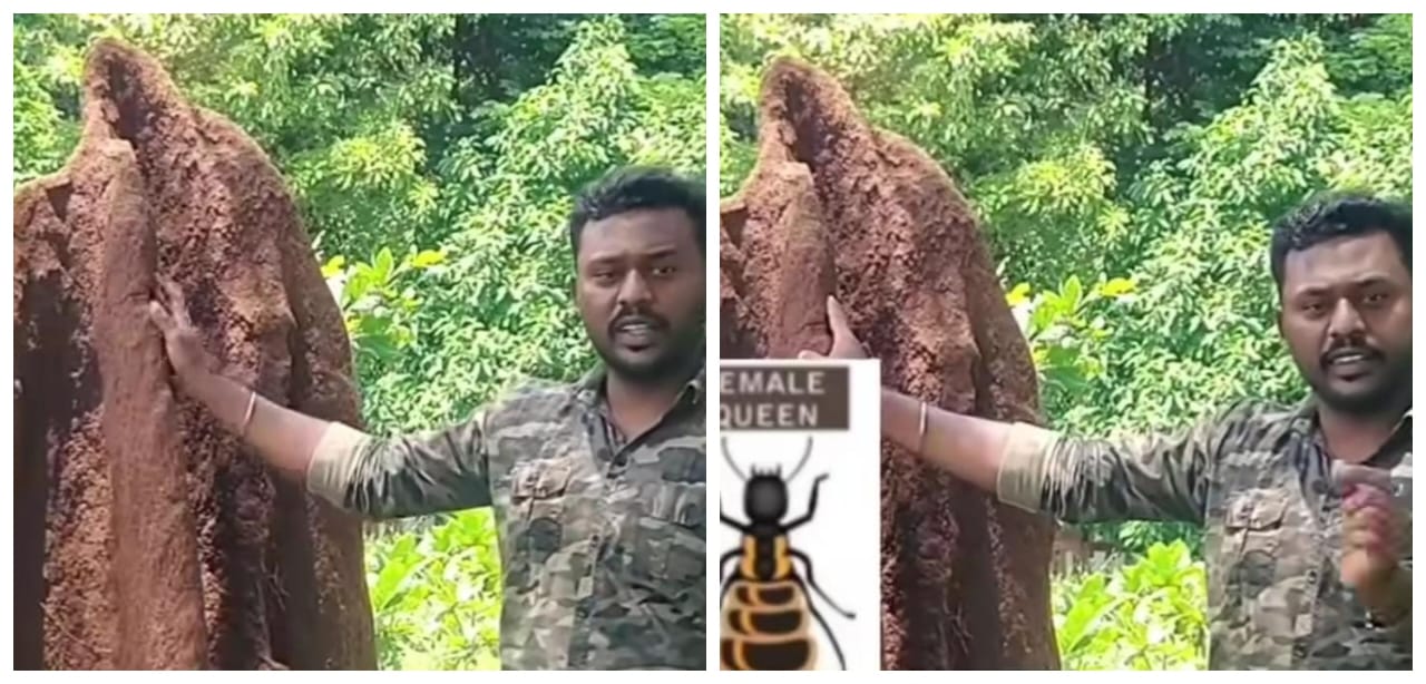 கரையான்களும் இன்ஜினியர்கள் தான்… எவ்வளவு அழகா வீடு கட்டுதுன்னு பாருங்க… புற்றுகளைக் குறித்து பேசிய வாலிபர்… வைரலாகும் வீடியோ…!!!