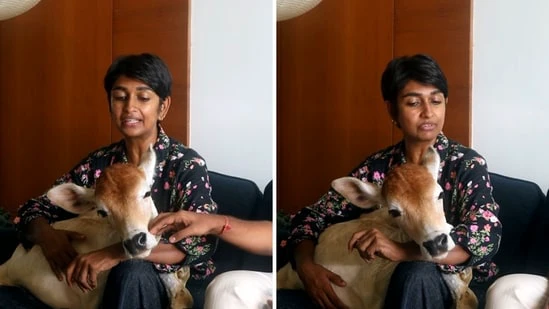 சாலையில் விபத்துக்குள்ளான கன்று… 28 ஆவது மாடியில் உள்ள வீட்டுக்கு அழைத்து வந்து பராமரிக்கும் உரிமையாளர்… வைரலாகும் வீடியோ…!!!