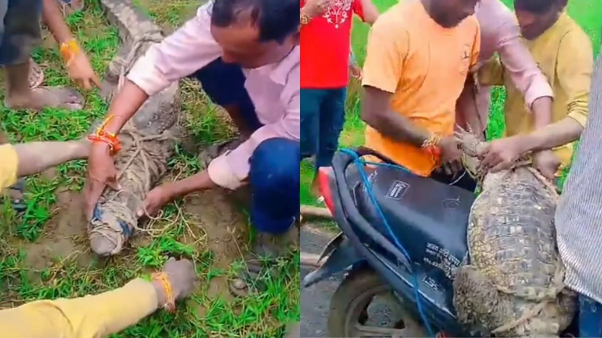 அவங்களுக்கு பயம் இல்ல… முதலையை பிடித்து பைக்கில் கூட்டி சென்ற கிராமவாசிகள்…. வைரலாகும் வீடியோ…!!
