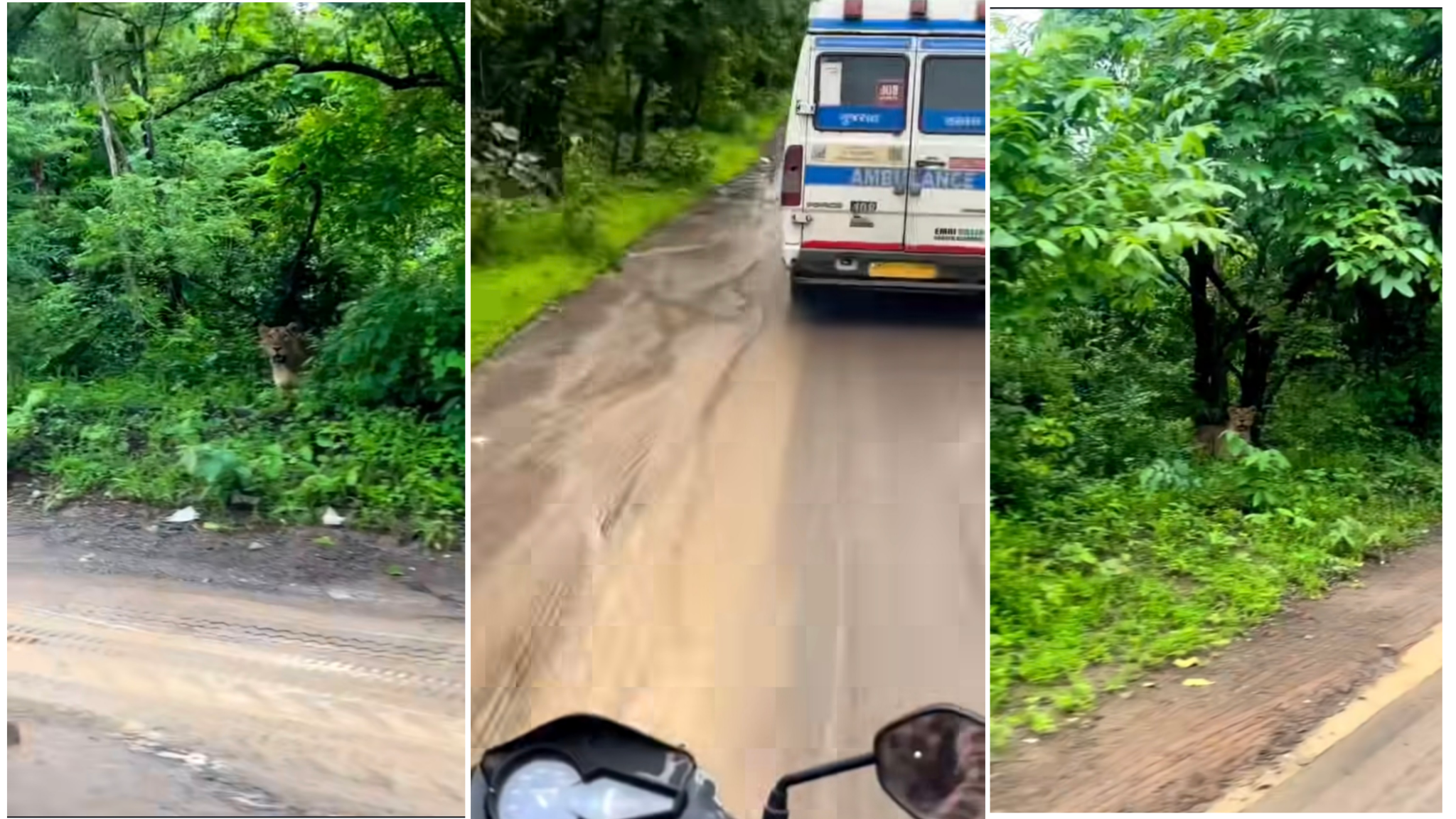 ஆஹா கொஞ்சம்னா விருந்தாகிருப்போம்…. பைக்கில் சென்ற இளைஞருக்கு காத்திருந்த அதிர்ச்சி வைரலாகும் வீடியோ…!!