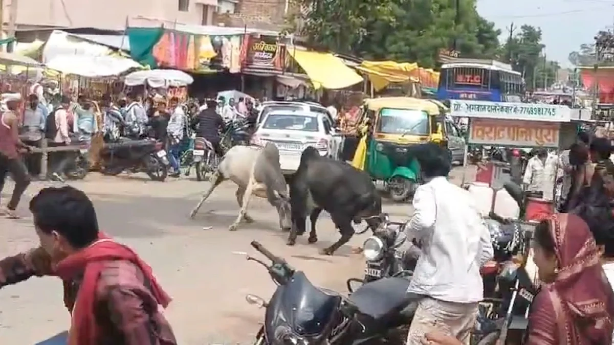 வாடா வா…! இன்னைக்கு ரெண்டுல ஒன்னு தெரிஞ்சாகணும்.. நீயா நானானு பார்த்திடலாம்… நடு ரோட்டில் மல்லு கட்டிய காளைகள்… தலை தெறிக்க ஓடிய மக்கள். வைரலாகும் அதிர்ச்சி வீடியோ…!!!