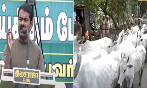மலையேறி சென்று மாடு மேய்த்த சீமான் மற்றும் கட்சி நிர்வாகிகள்… வனத்துறையினரின் தடையை மீறி நடந்த போராட்டம்… பெரும் பரபரப்பு…!!!