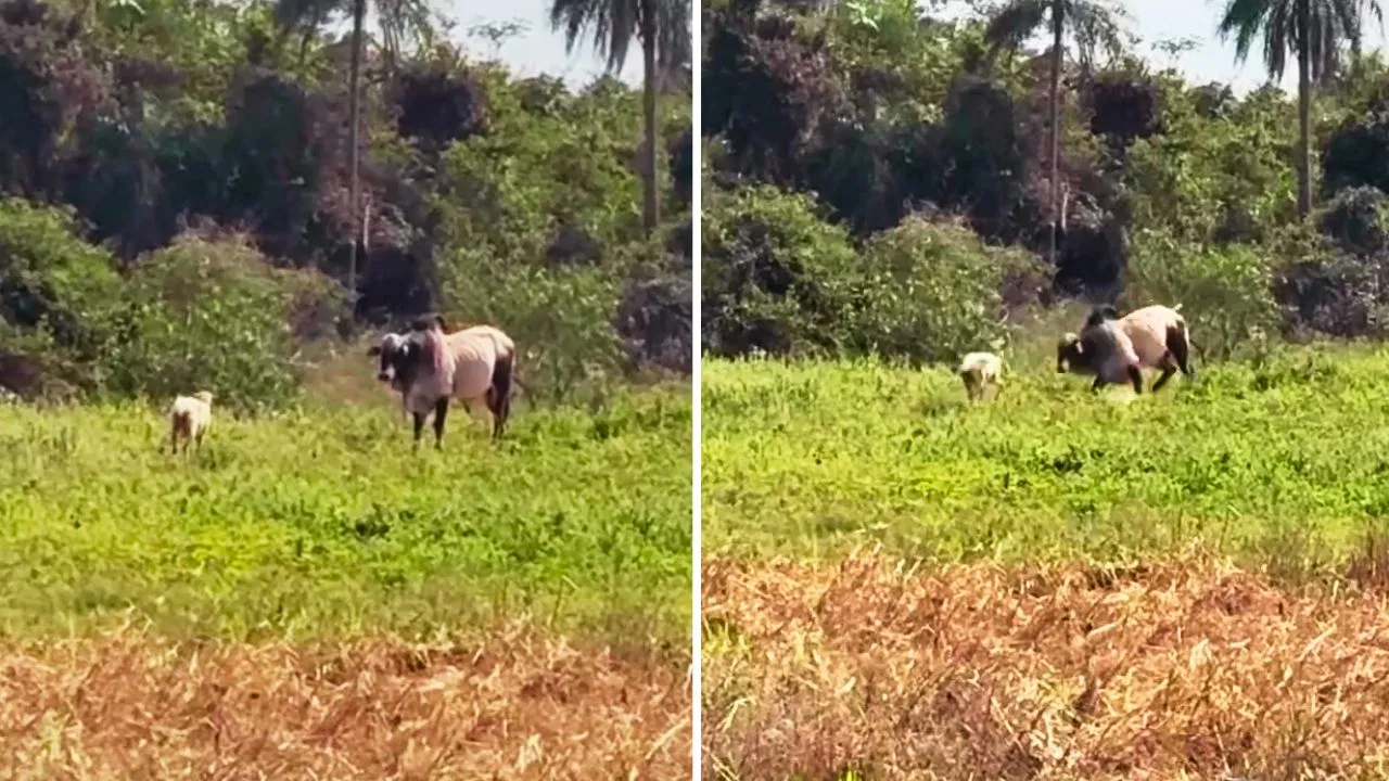 இது ரீல் அல்ல ரியல்..! “காளை மாட்டை ஓட ஓட விரட்டிய ஆடு”… ஒரே முட்டில் பகலில் தெரிந்த நட்சத்திரம்… பார்க்க சிருசா இருந்தாலும் தில்லு ஜாஸ்தி தான்.. ஆச்சரிய வீடியோ..!!