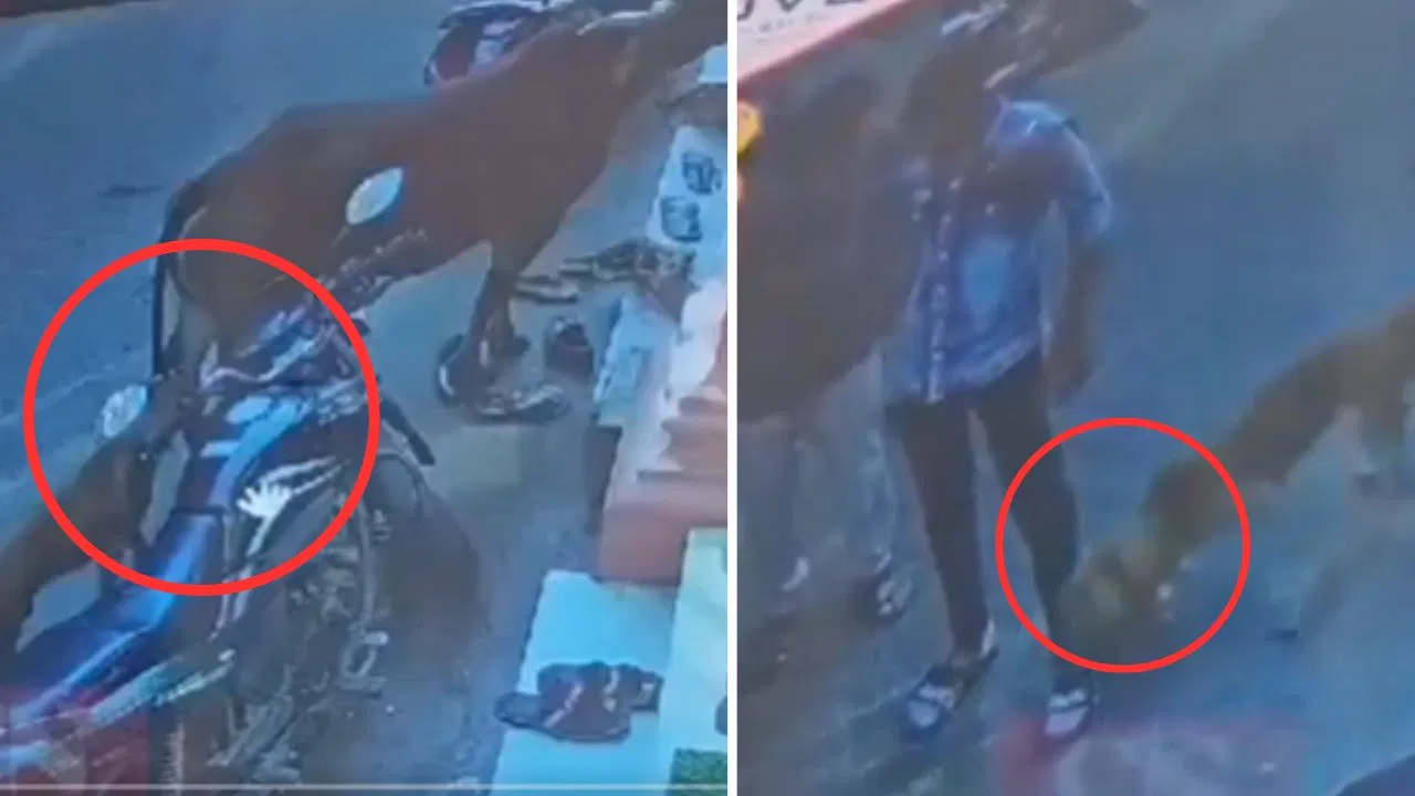 அடக்கொடுமையே… தெரு நாய்க்காக சண்டை போட்ட நபர்… ஆனா கடைசியில… விடாமல் கடித்து குதறிய நாய்… பதற வைக்கும் வீடியோ…!!!