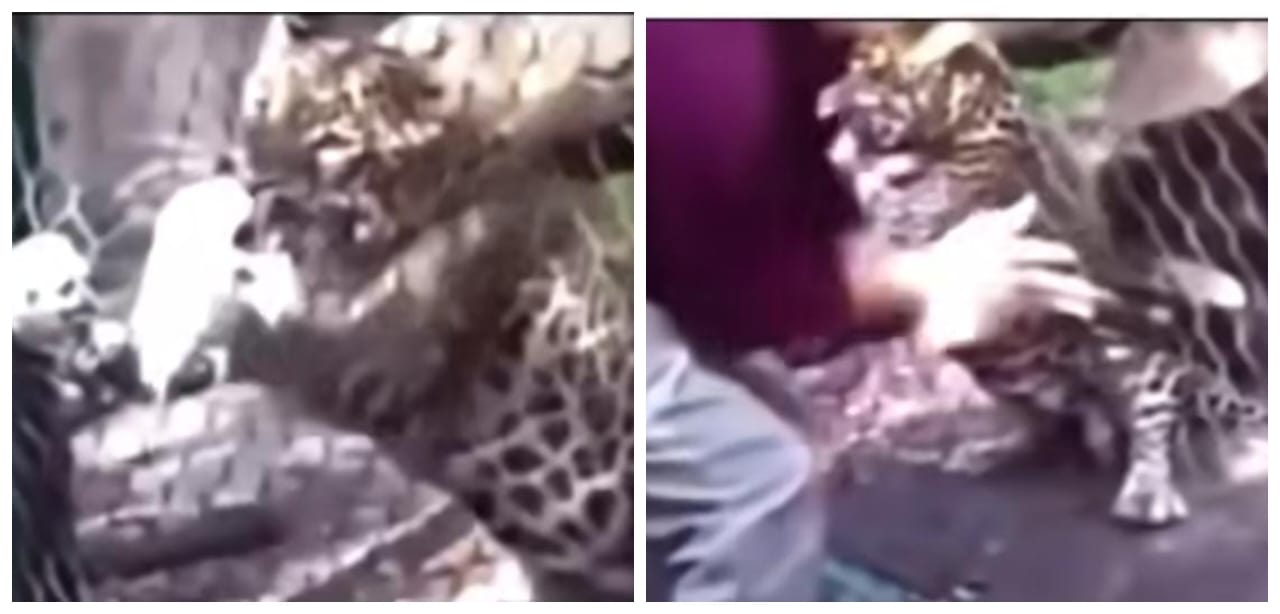 அடக்கடவுளே… கருஞ்சிறுத்தை உடன் விளையாடிய நபர்… திடீரென கையைப் பிடித்ததால் வலி தாங்க முடியாமல் அலறிய முதியவர்… வைரலாகும் அதிர்ச்சி வீடியோ…!!!