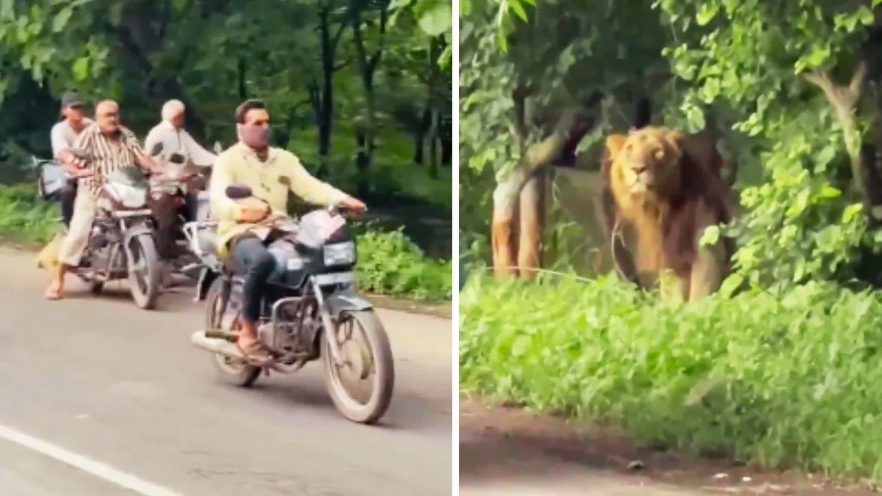 காட்டுக்கே ராஜா…! ஒரு குச்சியை வைத்து சத்தம் போட்ட நபர்…. மிரண்ட வாகன ஓட்டிகள்…. கடைசியில்…. வைரலாகும் அதிர்ச்சி வீடியோ….!!