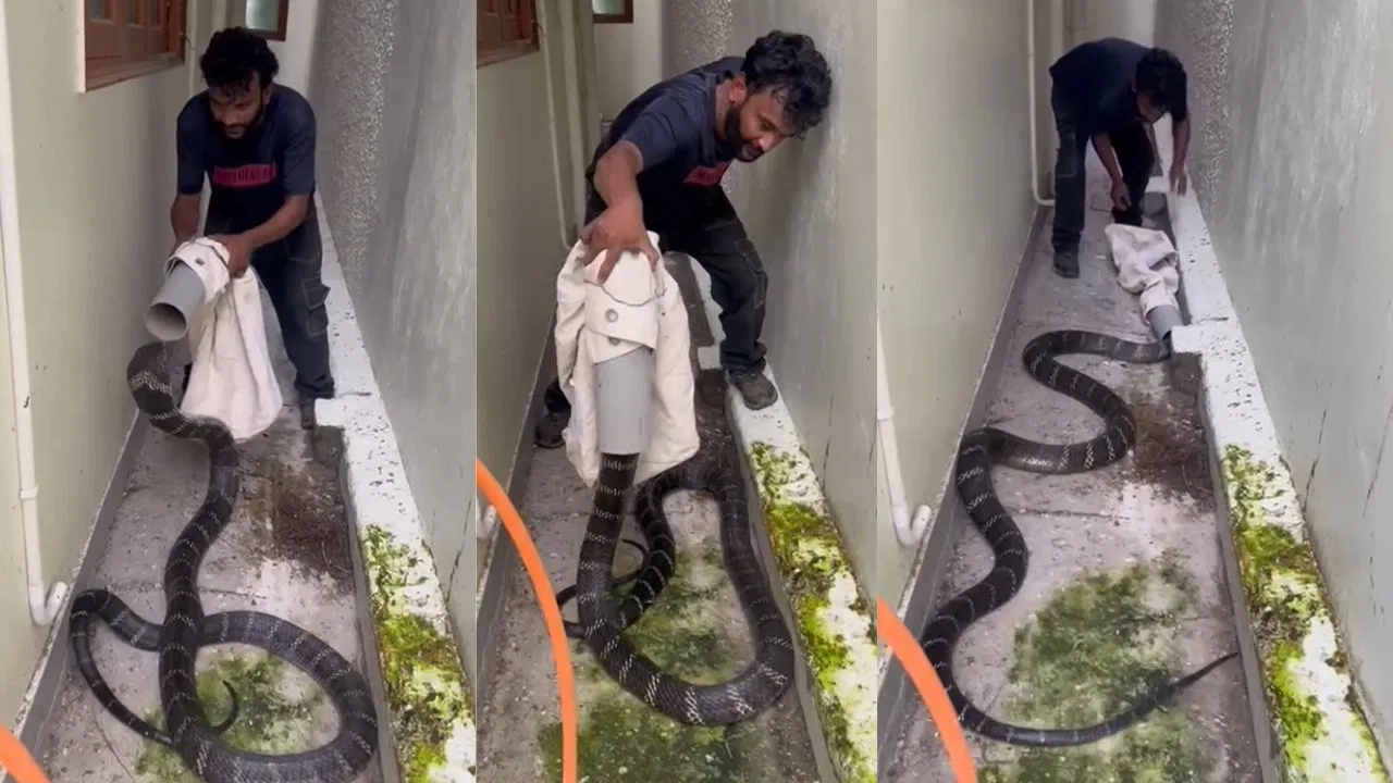 “திக் திக்”… கண் முன் மரணம்…! ஆனாலும் தப்பிக்க முடியல.. உலகின் கொடிய விஷ ராஜநாகத்தை  பரபரப்பான போராட்டம்… கடைசியில் சாதிச்சிட்டாரு… வைரலாகும் வீடியோ..!!