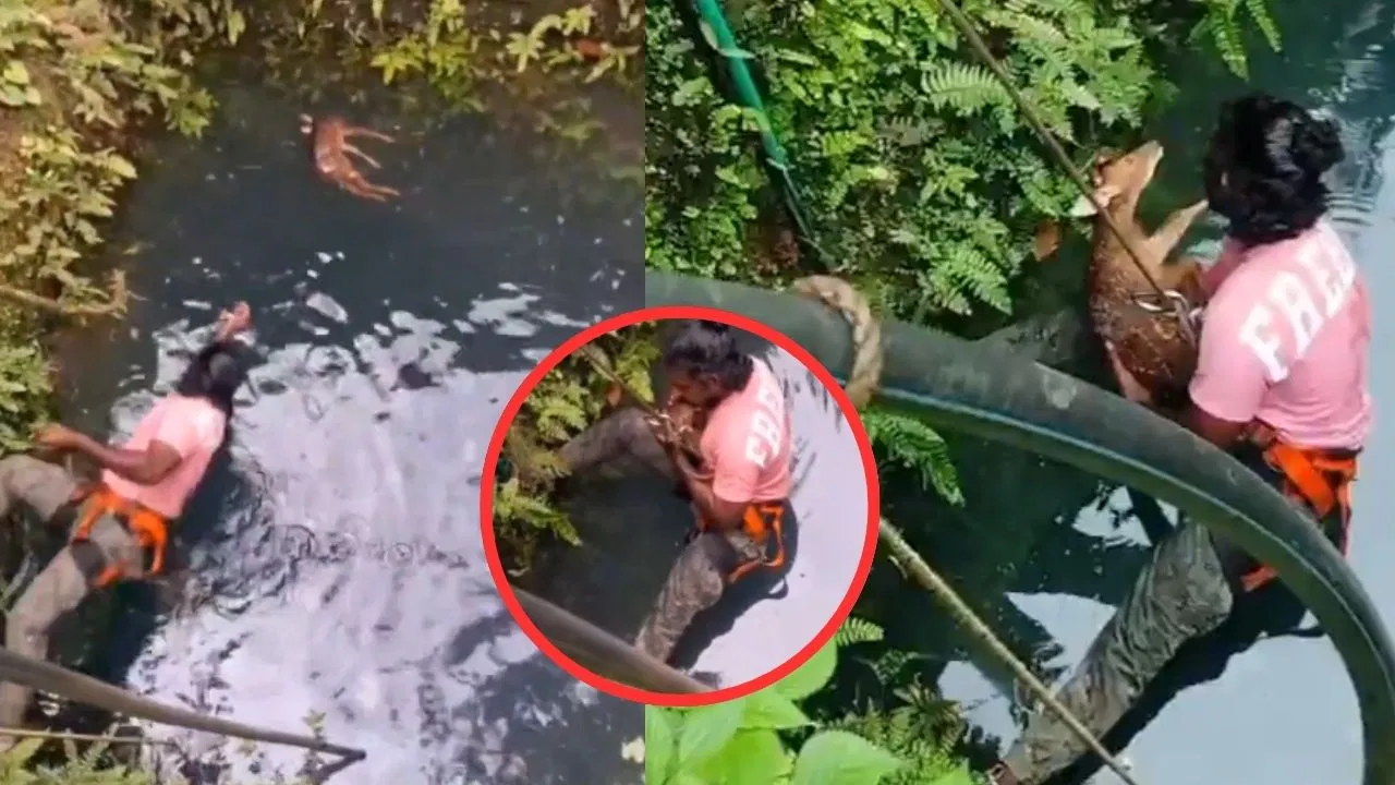 நீங்க ரொம்ப கிரேட் சார்…! வாயில்லா ஜீவனுக்காக தன் உயிரை துச்சம் என நினைத்த வாலிபர்… தண்ணீரில் போராடி மான்குட்டியின் உயிரைக் காத்த சம்பவம்… வைரலாகும் நெகிழ்ச்சி வீடியோ..!!!!