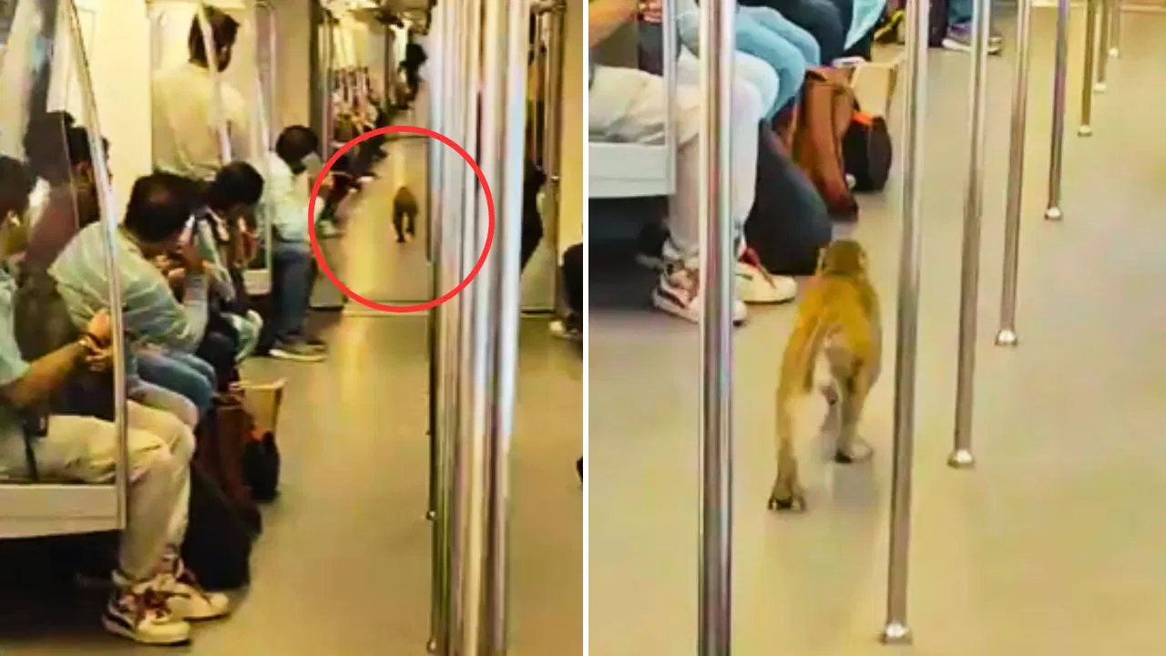 வெளியில ரொம்ப டிராபிக்கா இருக்கு… அதான் மெட்ரோ ரயிலுக்கு வந்தேன்… மெட்ரோ ரயிலுக்குள் நுழைந்த குரங்கு… ஆச்சரியத்தில் பயணிகள்… வைரலாகும் வீடியோ…!!!