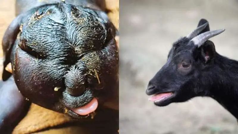 மனித முகத்துடன் பிறந்த ஆட்டுக்குட்டி?… ஆனா பிறந்ததும் செத்துடுச்சு… என்ன காரணம்?… வைரலாகும் புகைப்படம்…!!!