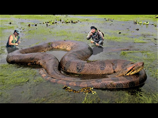 பார்த்தாலே எப்படியோ இருக்கு..! ஆனால் இதுவும் இயற்கை தான்… உணவை சாப்பிட்ட பிறகு ஊர்ந்து சென்றே ஜீரணித்த மலைப்பாம்பு…. வைரலாகும் வீடியோ…!!!