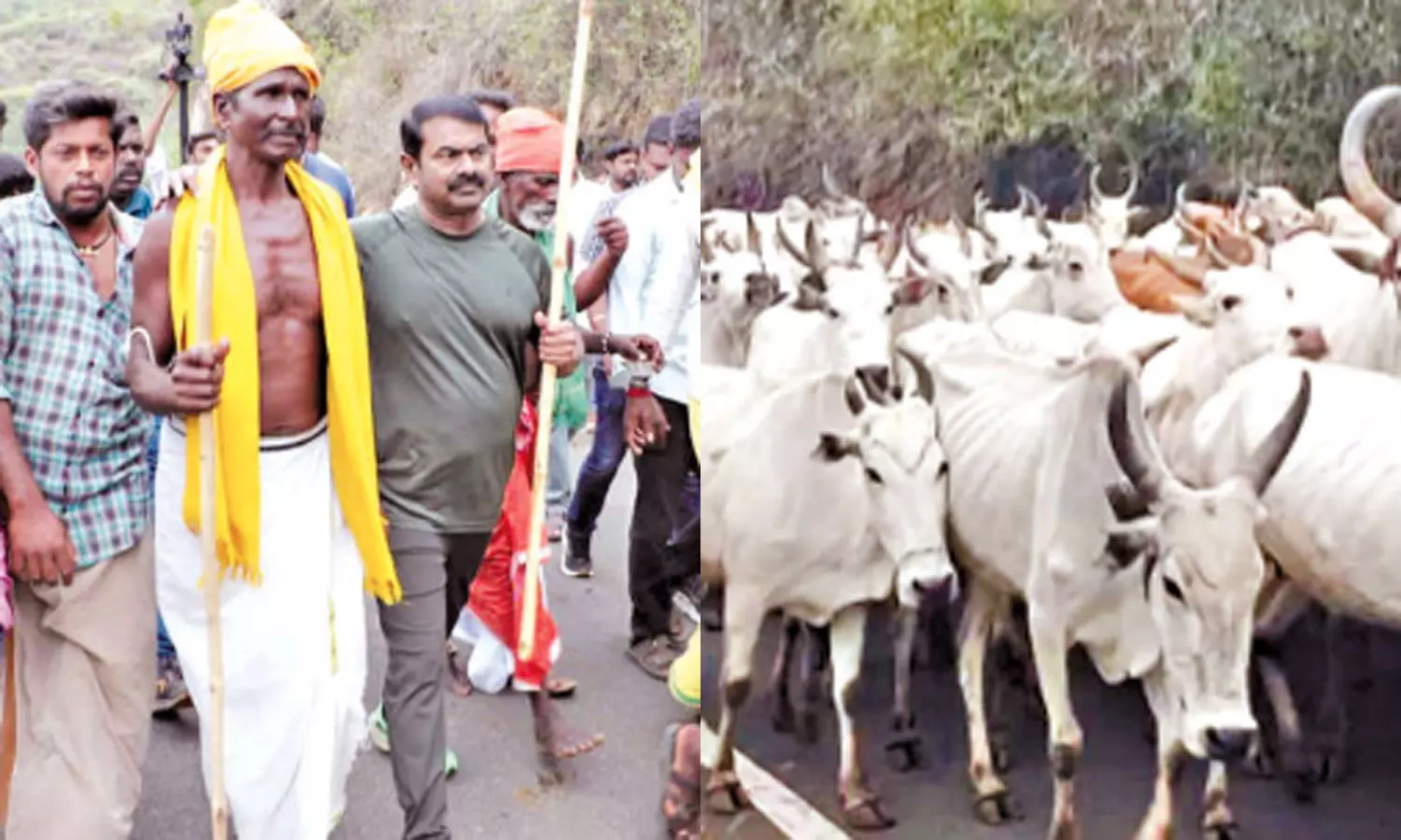 Breaking: சிக்கலில் சீமான்.‌..! மாடு மேய்த்ததால் மேலும் ஒரு வழக்கு… அதிர்ச்சியில் நாதகவினர்…!!!