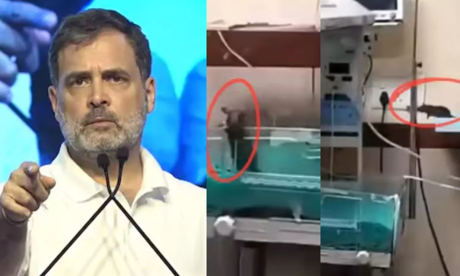 “முதுகுத்தண்டு நடுங்குது”… அரசு மருத்துவமனையில் எலி கடித்து 2 பிறந்த குழந்தைகள் பலி… பிரதமர் மோடி வெட்கி தலை குனியனும்.. ராகுல் காந்தி விளாசல்…!!!!!