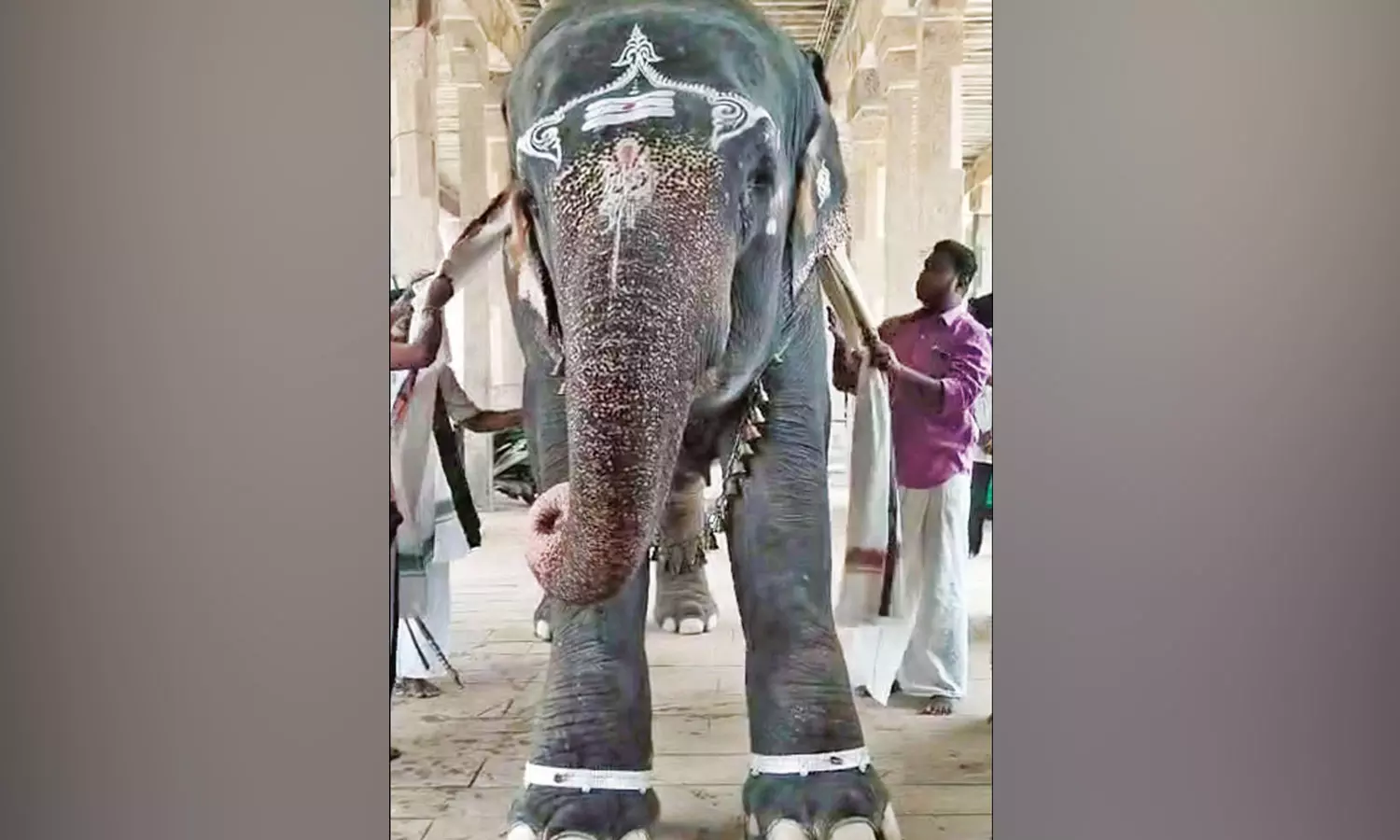 காலில் வெள்ளி கொலுசுடன் ஜொலிக்கும் யானை…. எத்தனை லட்சம் தெரியுமா?…. ஆர்வத்துடன் பார்த்து செல்லும் பக்தர்கள்…..!!!!