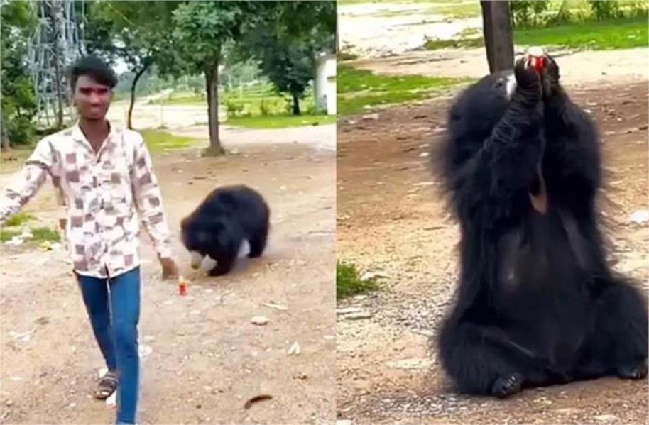 முத்திப்போன ரீல்ஸ் மோகம்…! “கரடியின் உயிரோடு விளையாடிய வாலிபர்”… ஜூஸ் குடிக்க கொடுத்து… வைரலாகும் அதிர்ச்சி வீடியோ…!!!