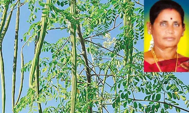 முருங்கைக்காய் பறித்த பெண்…! “கண்ணிமைக்கும் நொடியில் உடல் கருகி பலியான சோகம்”… கதறி துடிக்கும் குடும்பத்தினர்…!!!