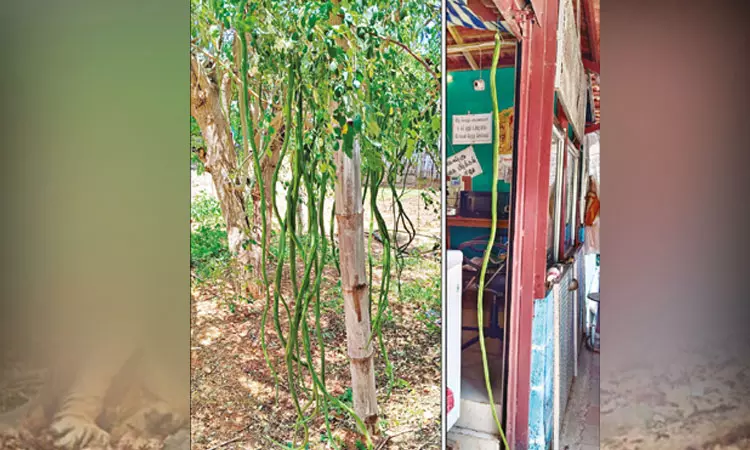 அடேங்கப்பா..! எம்புட்டு நீளம்.. இது முருங்கைக்காயா இல்ல கயிறா..? ஆச்சரியத்துடன் பார்க்கும் பொதுமக்கள்… அசத்தும் விவசாயி..!!!