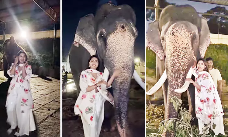தடையை மீறி தசரா யானையுடன் ரீல்ஸ் போட்ட இன்ஸ்டாகிராம் பிரபலம்…. வனத்துறை எடுத்த அதிரடி நடவடிக்கை….!!!!