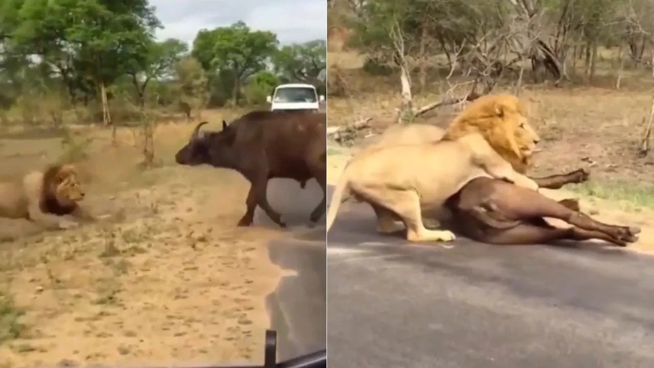 வேட்டைக்கு வந்த சிங்கங்கள்..! “துணிச்சலாக எதிர்த்த எருமை”.. கடைசி வரை தைரியமாக போராடியும் தப்பிக்க முடியல… திகிலூட்டும் வீடியோ…!!!!