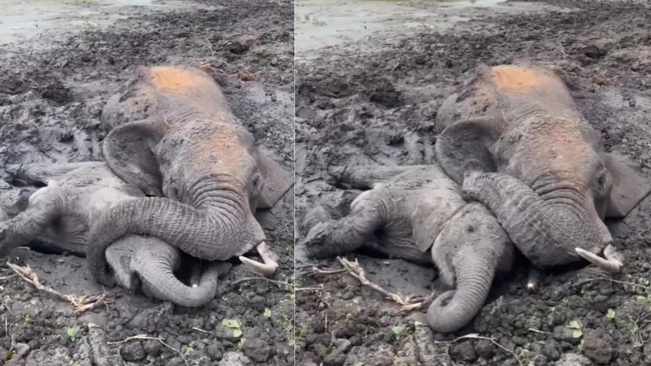 என் உயிரே போனாலும் சரி..! “என் பிள்ளையை விடமாட்டேன்”… சேற்றில் சிக்கிய தாய் யானை… வலியிலும் குட்டியை காக்க போராட்டம்… கண்ணீர் வர வைக்கும் வீடியோ…!!!