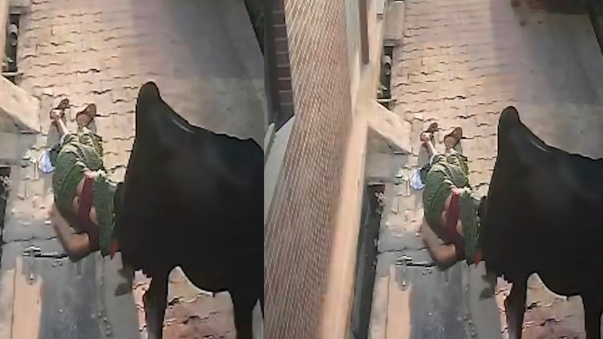 முதுகுத்தண்டை நடுங்க வைக்கும் வீடியோ…! “தெருவில் நடந்து சென்ற பெண்ணை பல அடி தூரத்திற்கு உயர தூக்கி வீசிய காளை மாடு”… பதை பதைக்க வைக்கும் சம்பவம்…!!!