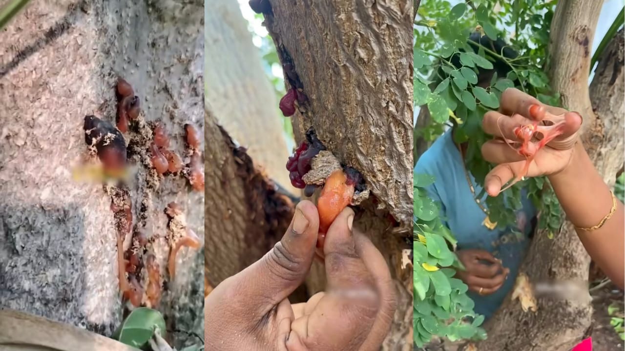“இதுதான் குரங்கு சேட்டைன்னு சொல்லுவாங்க போல”… பாவம் குரங்கு கூட அமைதியா இருக்கு.. அந்த குழந்தைகள் படுத்துற பாடு இருக்கே… வைரலாகும் வீடியோ..!!