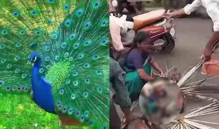 என்ன பண்ணி வச்சிருக்கீங்க…. தேசிய பறவைக்கு இந்த நிலைமையா….? வலிக்க வலிக்க இறகுகளை பிடுங்கிய கொடூரம்…. வைரலாகும் காணொளி….!!