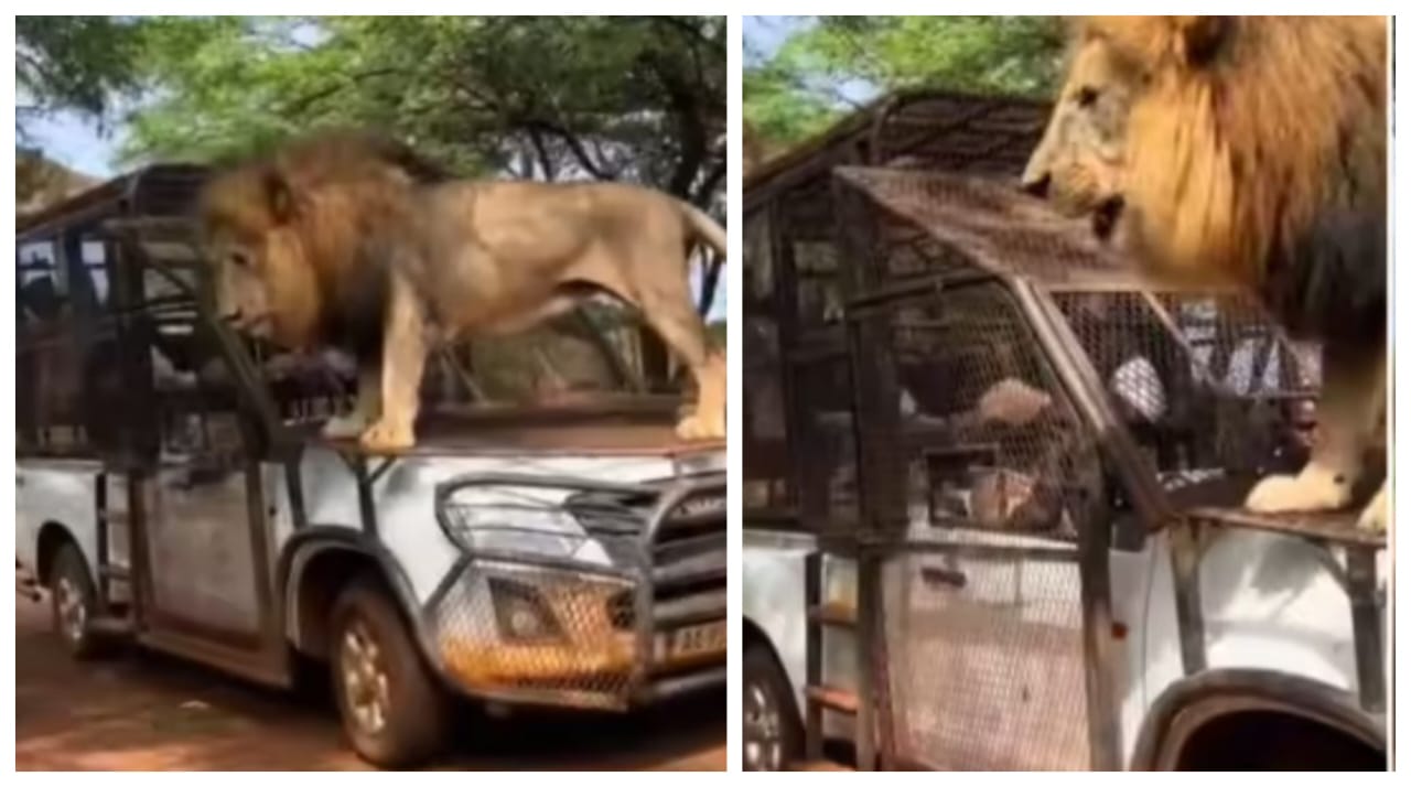 நாங்களும் வண்டியில் ரைடு வரோம்..! “ஜீப்பில் ஏறிய காட்டு ராஜா”.. பெண் சிங்கம் ஹயாக படுக்க கெத்தாக நின்ற ஆண் சிங்கம்… ஆச்சரிய வீடியோ…!!!!