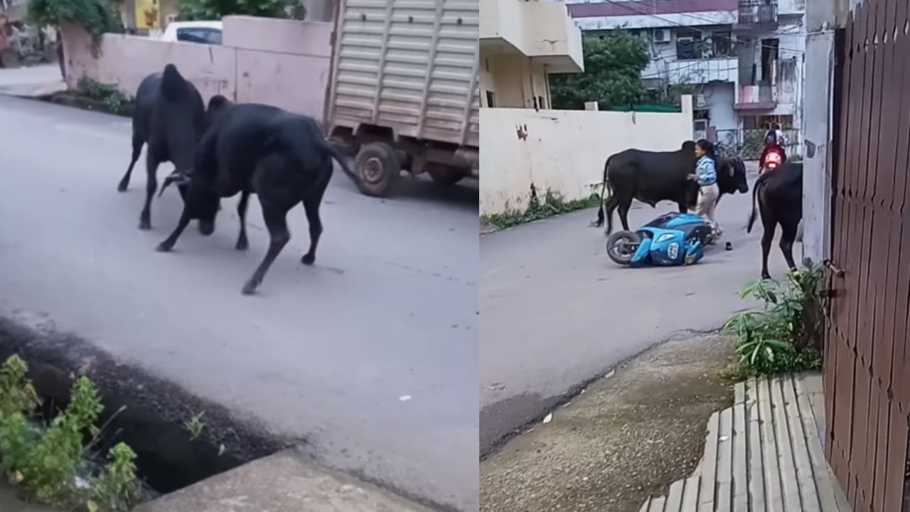 நடுரோட்டில் முட்டி மோதி கொண்டிருந்த காளைகள்… சாலையில் ஸ்கூட்டியில் சென்ற பெண்ணை இடித்து கீழே தள்ளி… வைரலாகும் அதிர்ச்சி வீடியோ…!!!