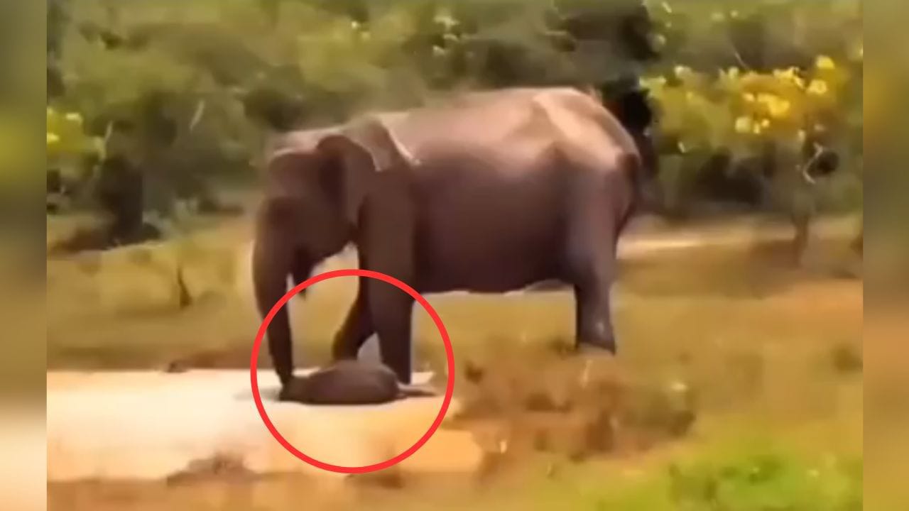 நான் பக்கத்துல இருக்கும்போதே..! “என் புள்ள மேல கை வைப்பியா”.? வேட்டையாட வந்த முதலையை ஒரே நொடியில் விரட்டிய தாய் யானை… புல்லரிக்க வைக்கும் வீடியோ..!!!