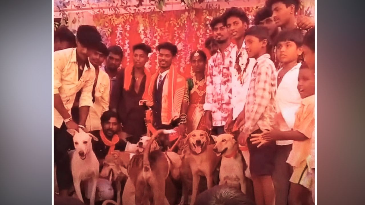 இதுதான் எங்க டீம்..! “திருமணத்திற்கு வந்த தெரு நாய்கள்”… அழைத்து வந்த நண்பர்கள்… மணமக்களுடன் போட்டோவுக்கு போஸ் கொடுத்த சம்பவம்… என்ன மேட்டர் தெரியுமா..?