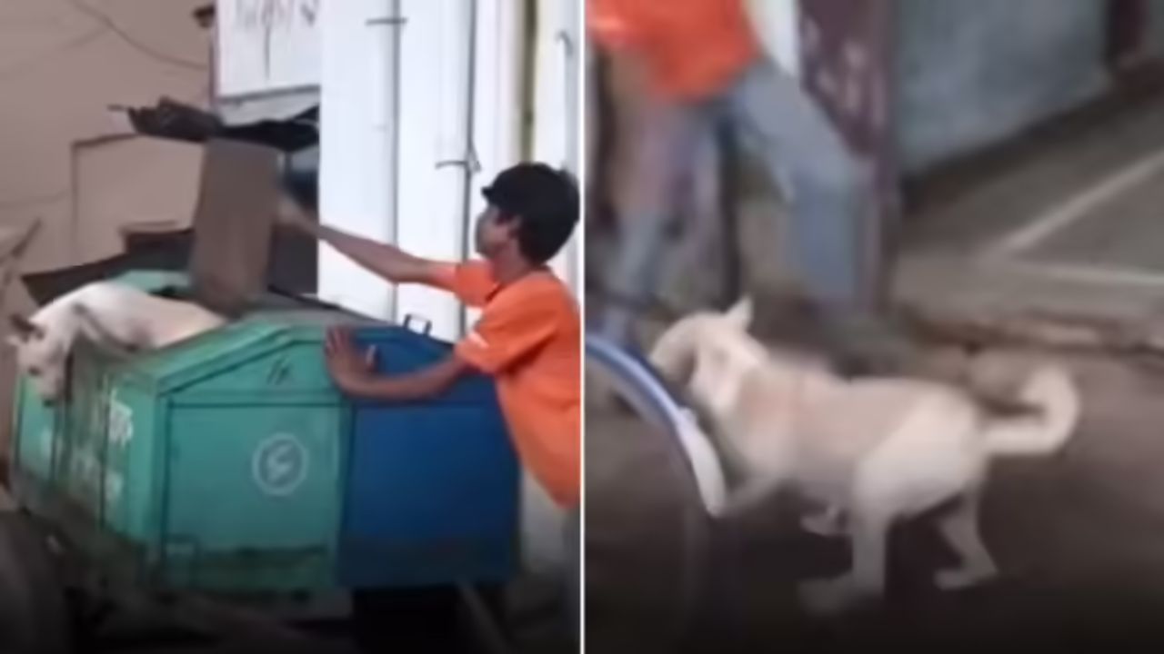 அட.. வாயில்லா ஜீவனை இப்படியா பண்ணுவீங்க?.. குப்பைத்தொட்டியில் உணவைத் தேடிய தெரு நாய்… உள்ளே தள்ளி மூட நினைத்த வாலிபர்… வைரலாகும் அதிர்ச்சி வீடியோ.. !!!