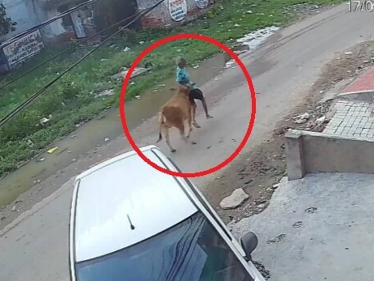 அவரு பாவம்..! வயதானவரு… முதியவரை ஓட ஓட விரட்டி நடு ரோட்டில் புரட்டி எடுத்த பசுமாடு… நெஞ்சை பதற வைக்கும் வீடியோ…!!!!
