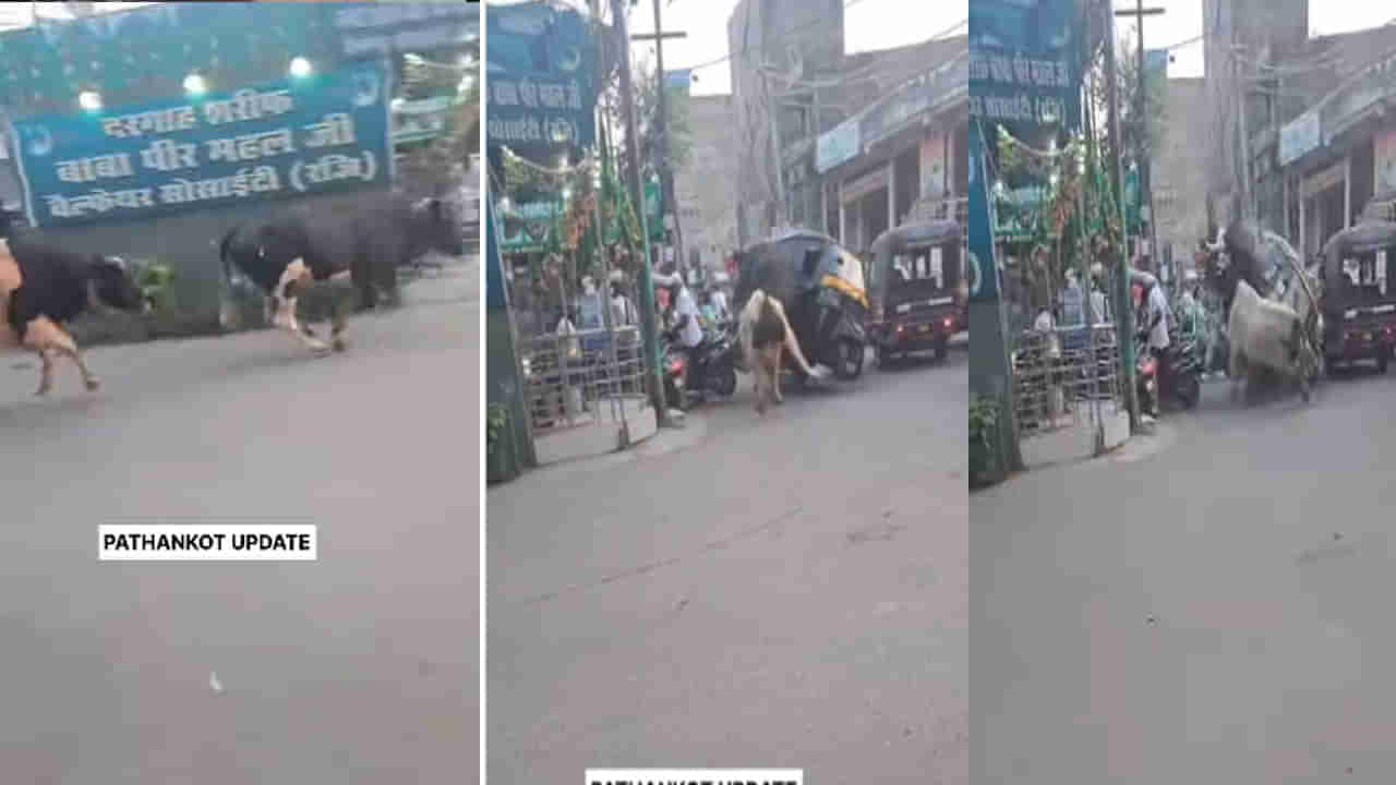நடு ரோட்டில் வெறி பிடித்தது போல் திடீரென ஆவேசமாக ஓடிய மாடுகள்…! “ஆட்டோ ரிக்ஷாவை பந்தாடிய சம்பவம்”… உயிர் தப்பிய ஓட்டுநர்… அதிர்ச்சி வீடியோ…!!!!
