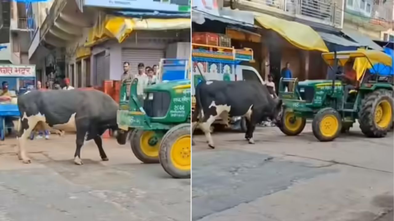 அடக்கடவுளே… சாலையில் நின்ற டிராக்டரை தாக்கிய பசு மாடு…. டிரைவர் செய்த செயல்… வைரால்கும் அதிர்ச்சி வீடியோ…!!!