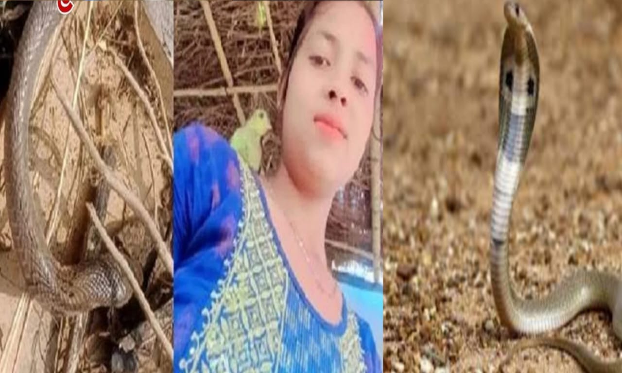புல்லில் மறைந்து இருந்த செத்த பாம்பு திடீர் கடி! 18 வயது இளம்பெண் உயிரிழந்த துயர சம்பவம்… அறிவியலாளர்கள் எச்சரிக்கை..!!