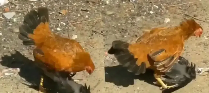 கோழி VS காக்கா… இப்படியும் நடக்குமா….? தரையில அழுத்தி தாக்கி மிரட்டிய வைரல் வீடியோ…. நெட்டிசன்கள் ஷாக்….!!