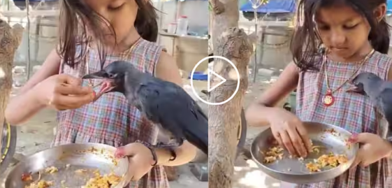 இப்படி ஒரு நட்பு சாத்தியமா….? – சிறுமியும் காகமும் கொண்ட அற்புதமான பிணைப்பு…. மனதை உருக்கும் வைரல் வீடியோ….!!