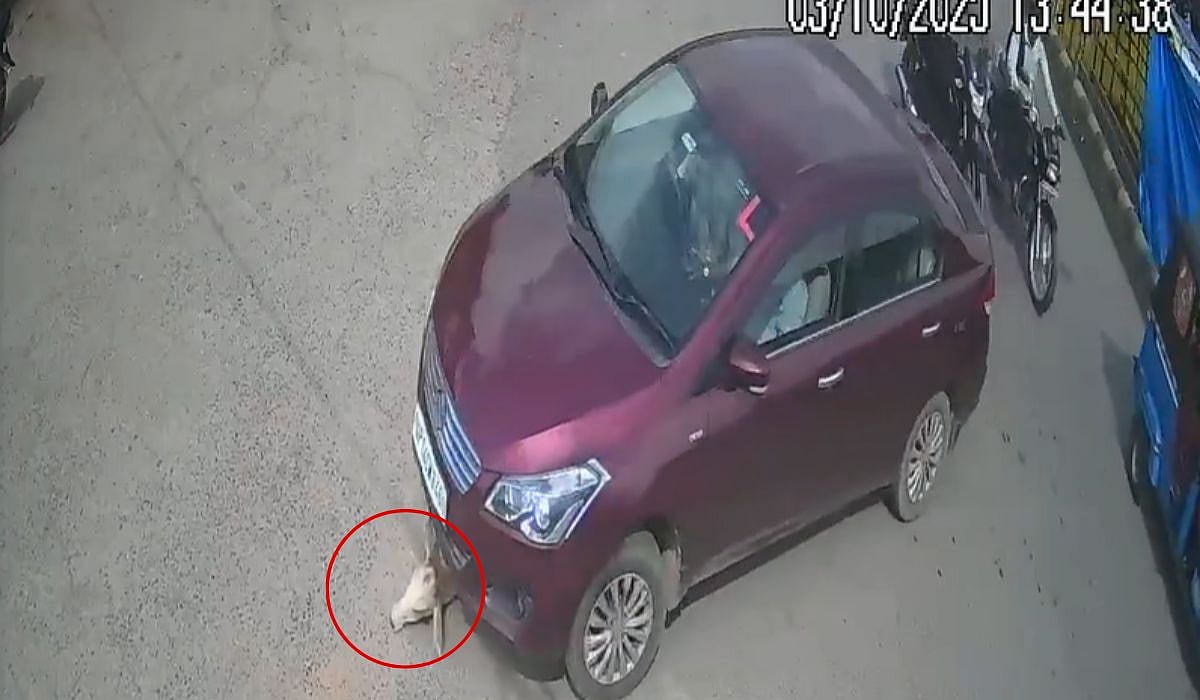 அடக்கடவுளே… சாலையின் நடுவே அமர்ந்திருந்த கன்றுக்குட்டி… திடீரென வேகமாக வந்த கார் மோதி… அடுத்து நடந்த சம்பவம்… வைரலாகும் வீடியோ…!!!