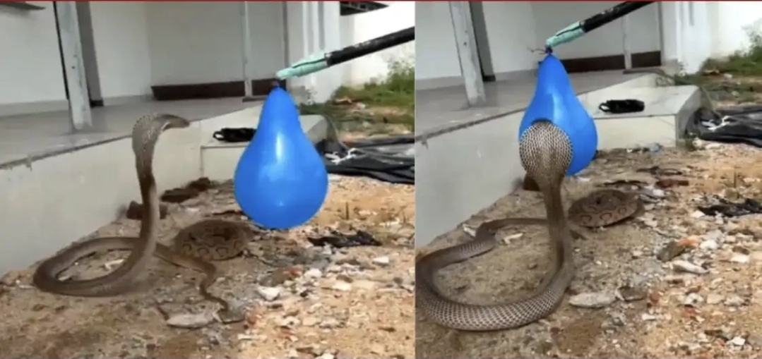 பலூனைக் கண்டு பயந்த பாம்பு…. அச்சம் மற்றும் ஆக்ரோஷத்தின் விளைவு…. Xல் ட்ரெண்டாகும் ஆச்சரியமூட்டும் 15 வினாடி வீடியோ….!!